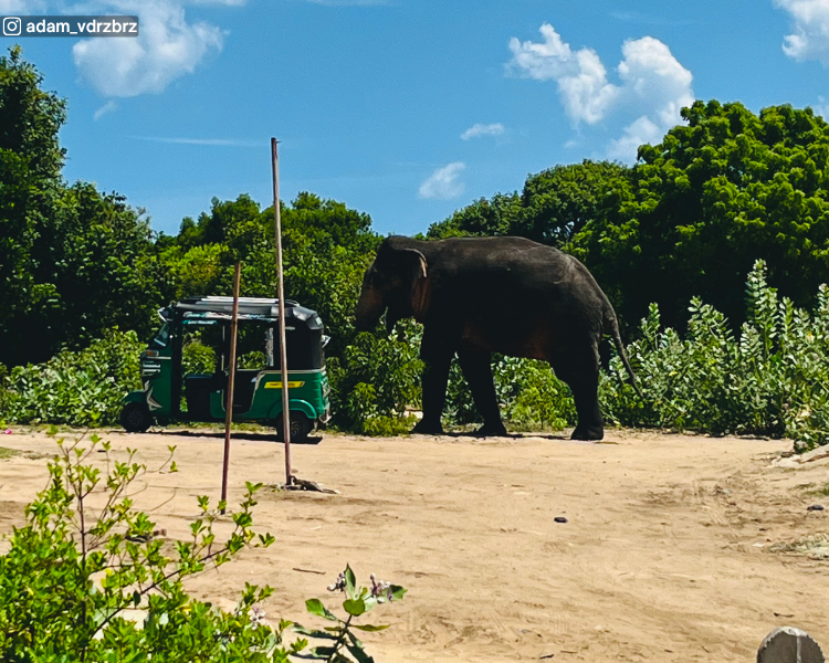 Wild elephant near the tree line beside Pottuvil Beach, close to Arugam Bay, Sri Lanka