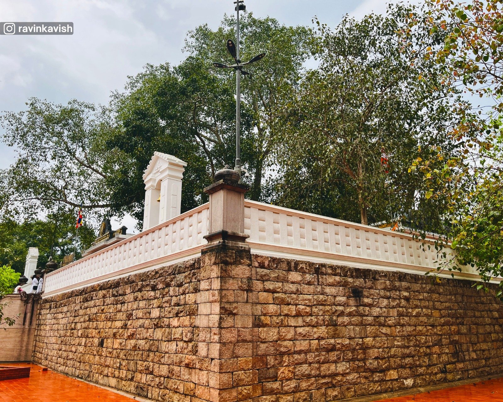 The sacred Bodhi tree grown from a branch of the original Bodhi tree under which the Buddha attained enlightenment