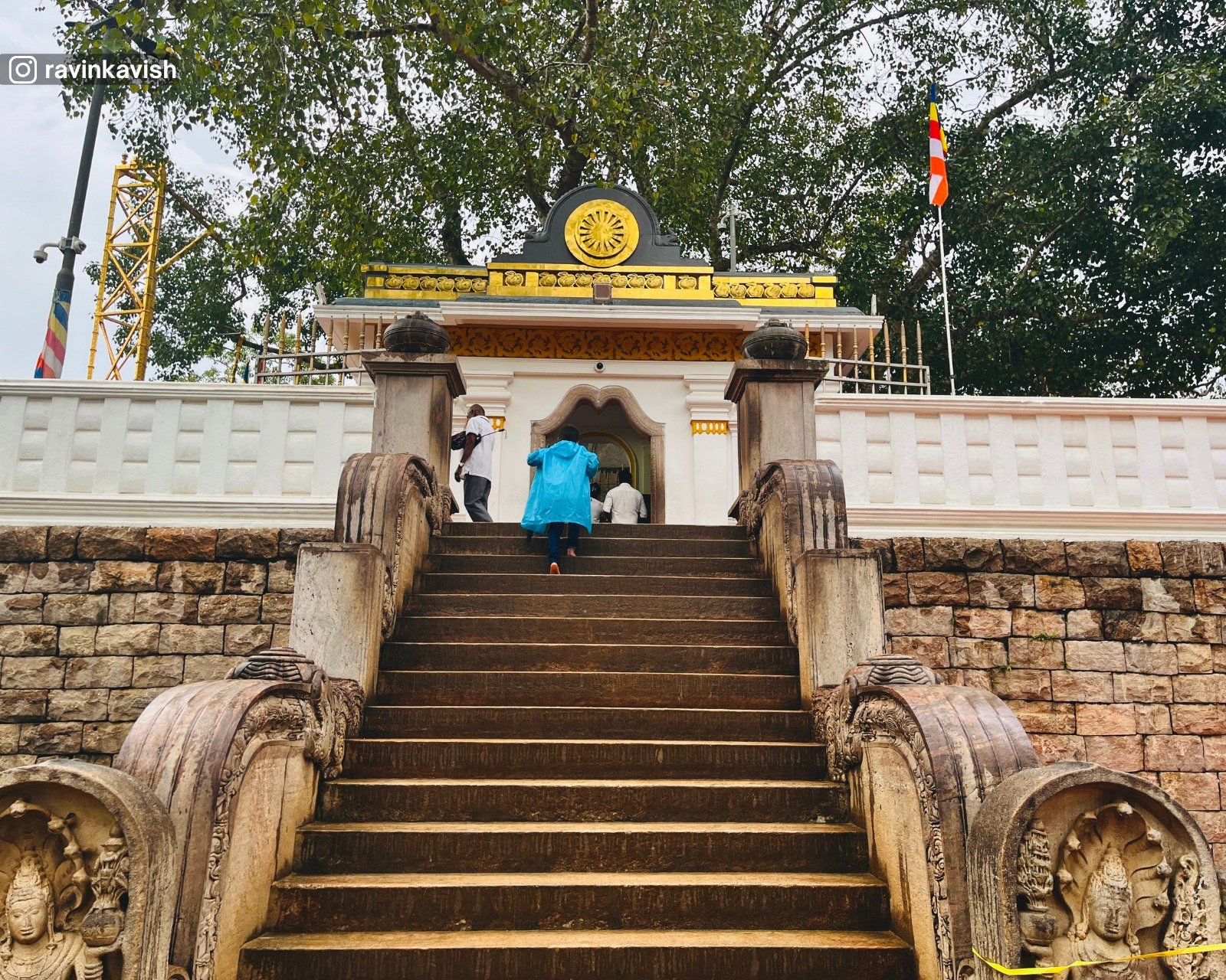 The sacred Bodhi tree grown from a branch of the original Bodhi tree under which the Buddha attained enlightenment