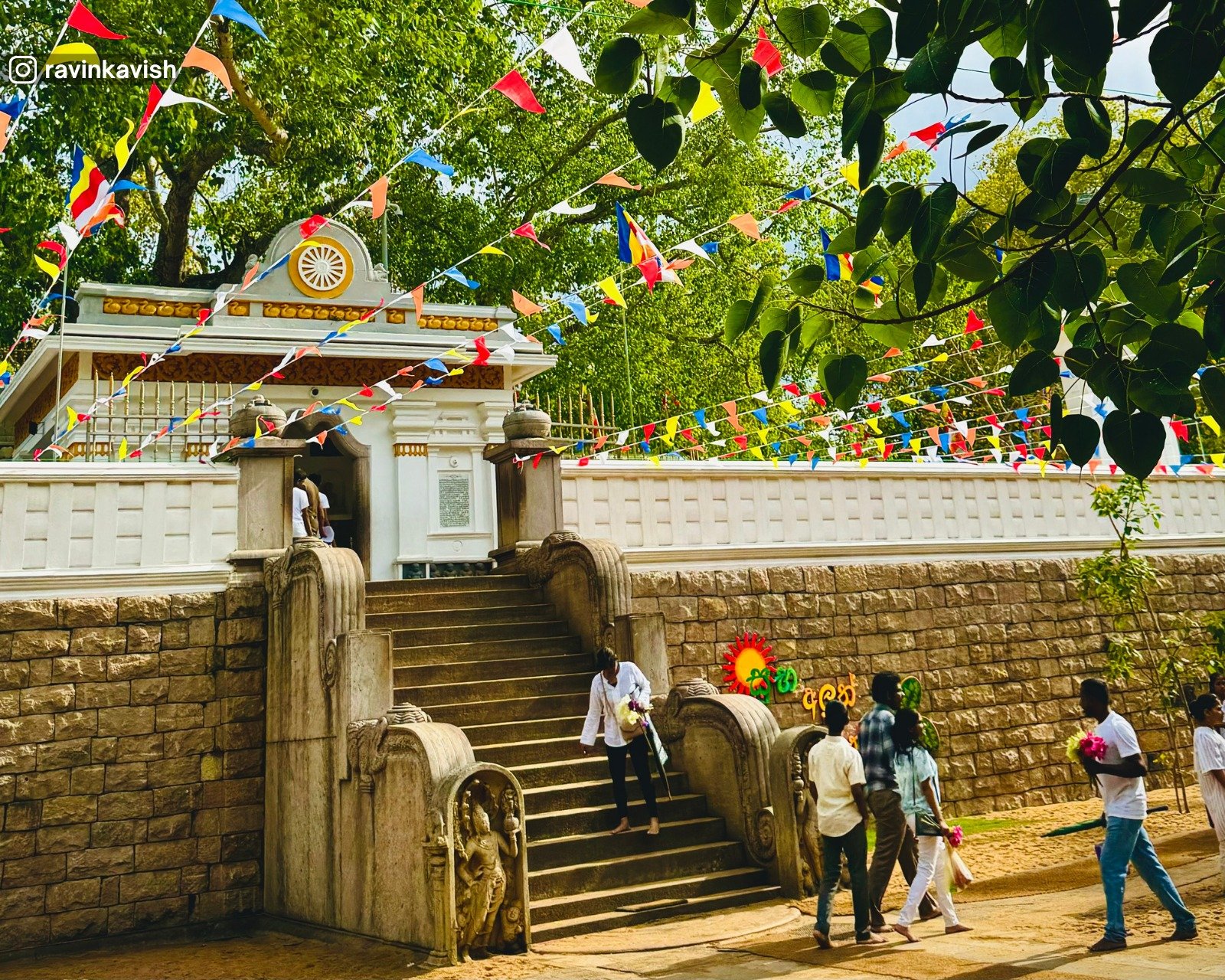 The sacred Bodhi tree grown from a branch of the original Bodhi tree under which the Buddha attained enlightenment