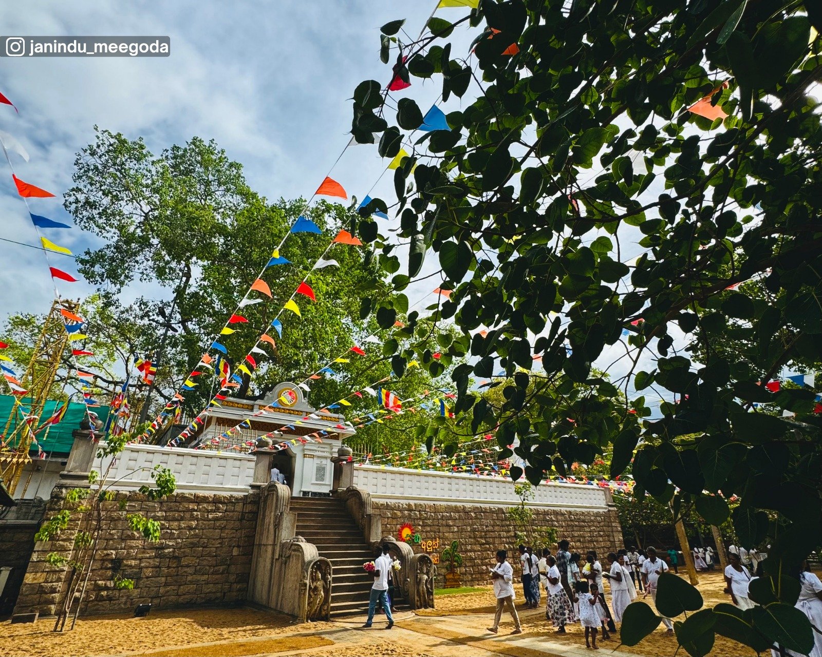 The sacred Bodhi tree grown from a branch of the original Bodhi tree under which the Buddha attained enlightenment