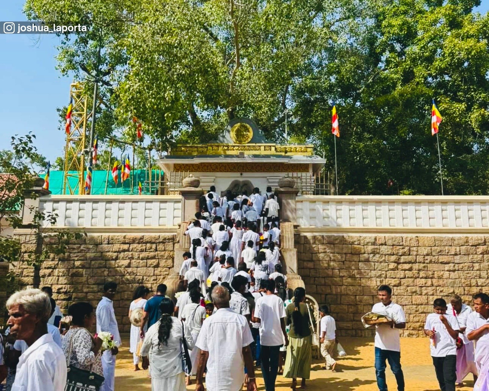 The sacred Bodhi tree grown from a branch of the original Bodhi tree under which the Buddha attained enlightenment