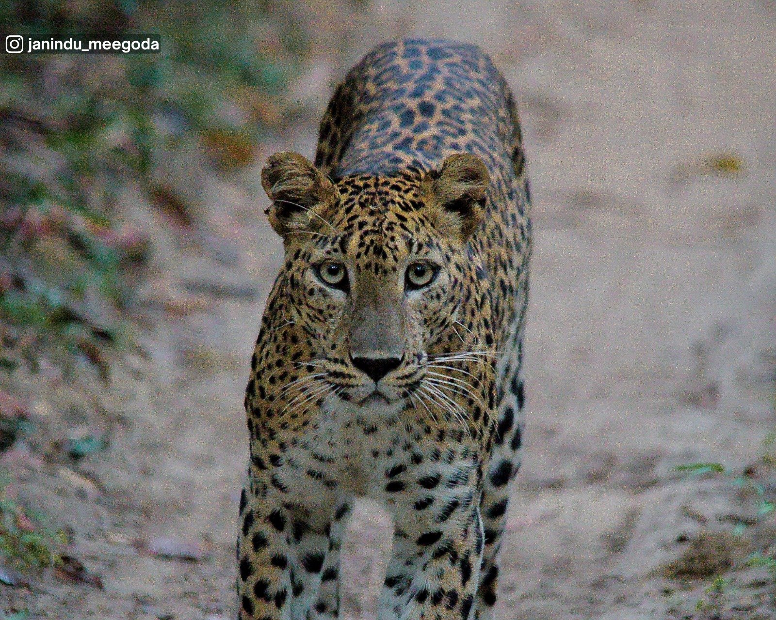Wilpattu National Park