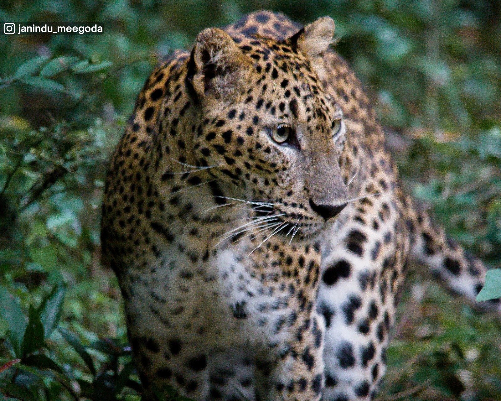 Wilpattu National Park