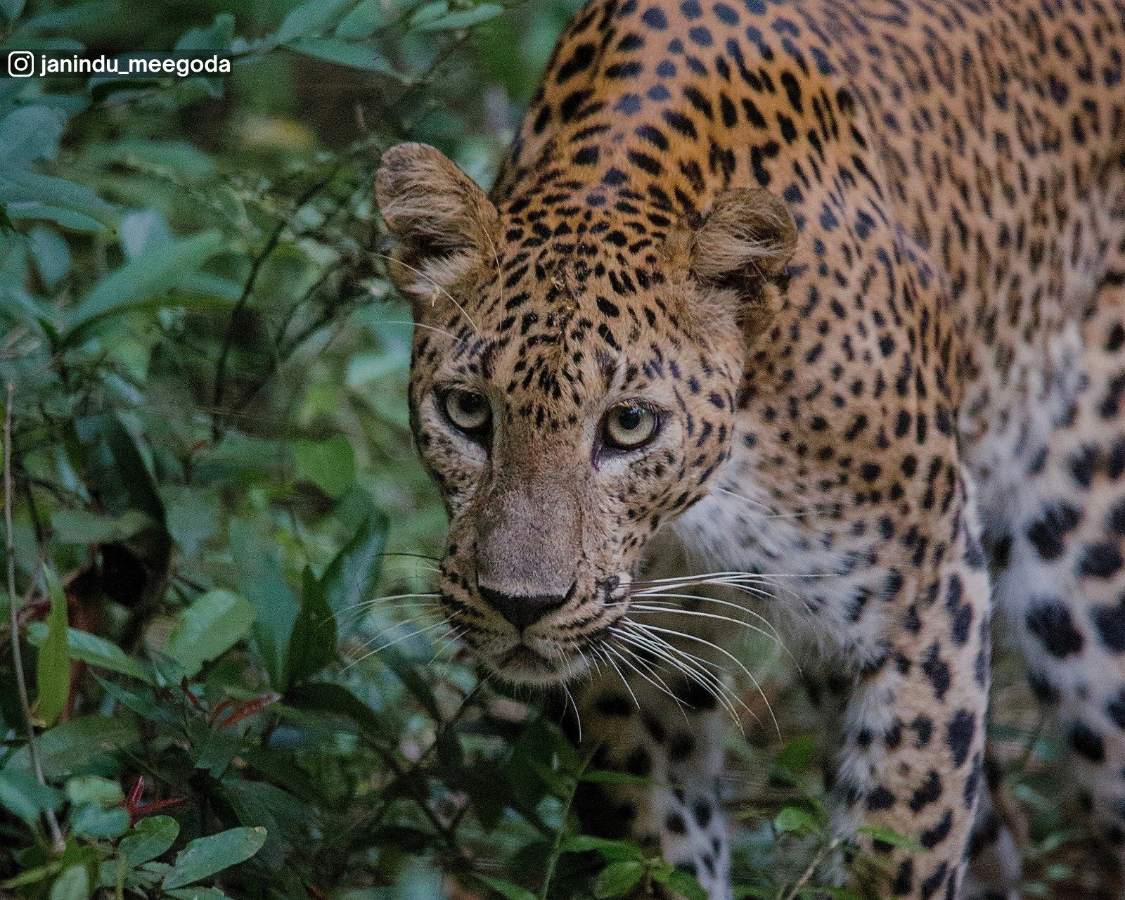 Wilpattu National Park