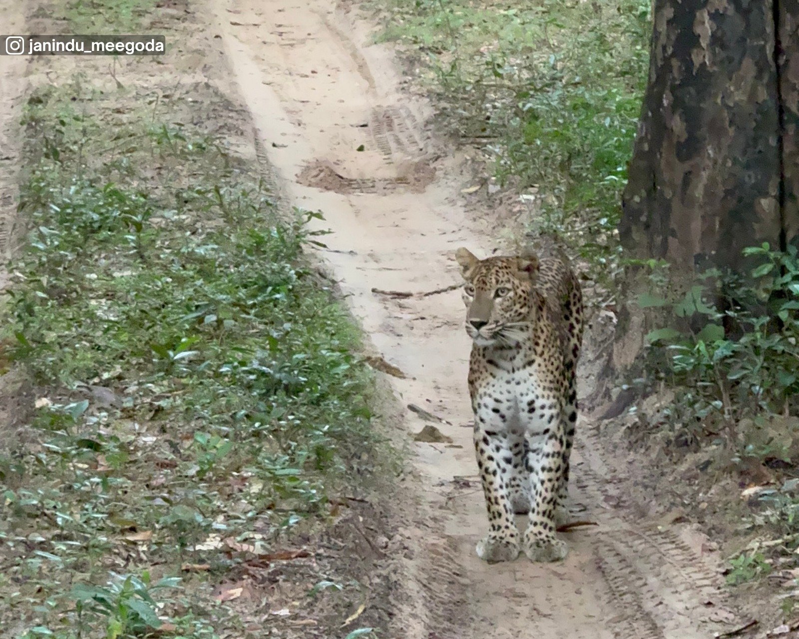 Wilpattu National Park