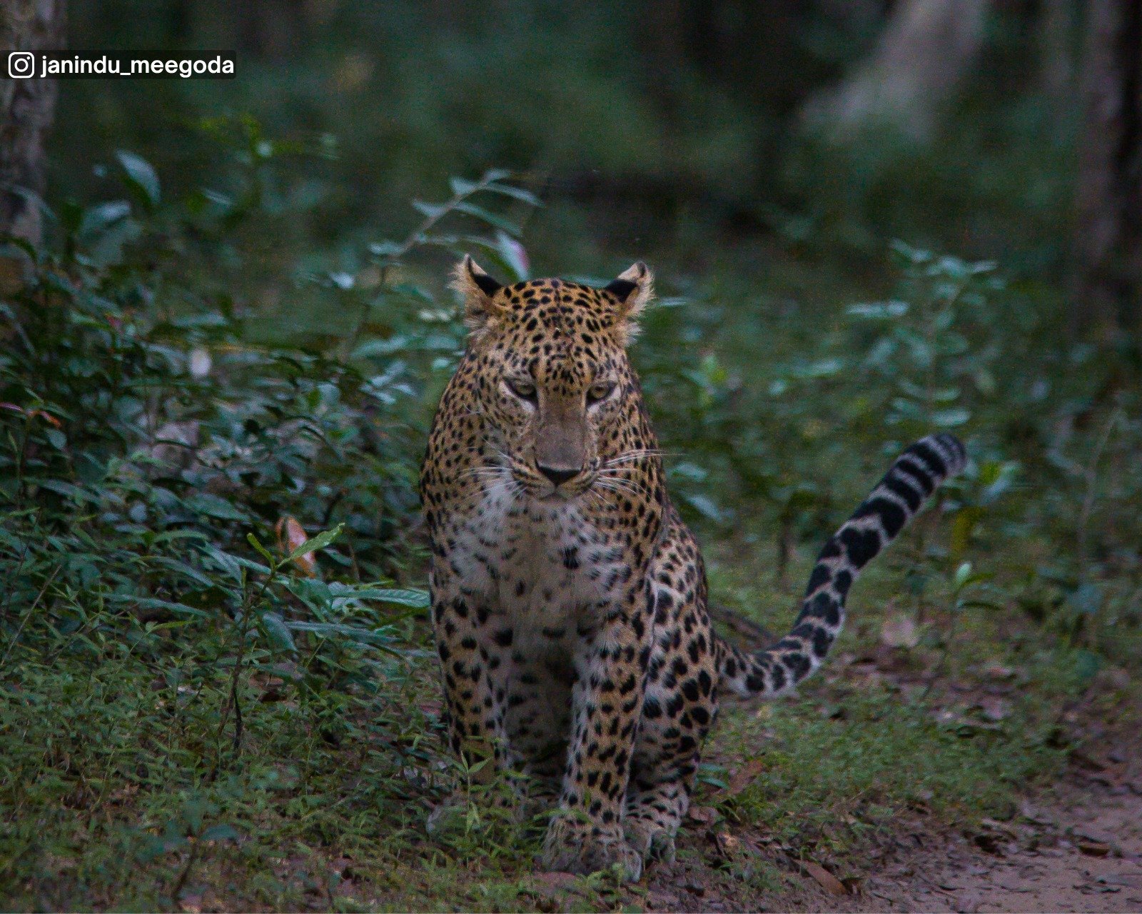 Wilpattu National Park