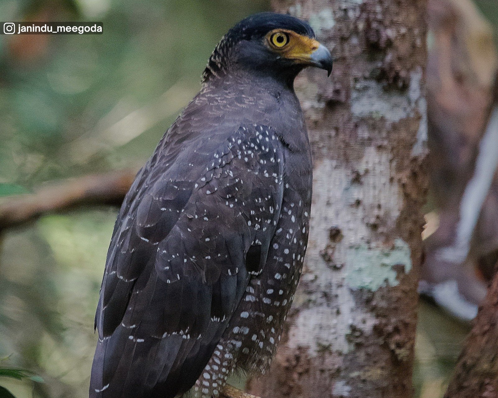 Wilpattu National Park