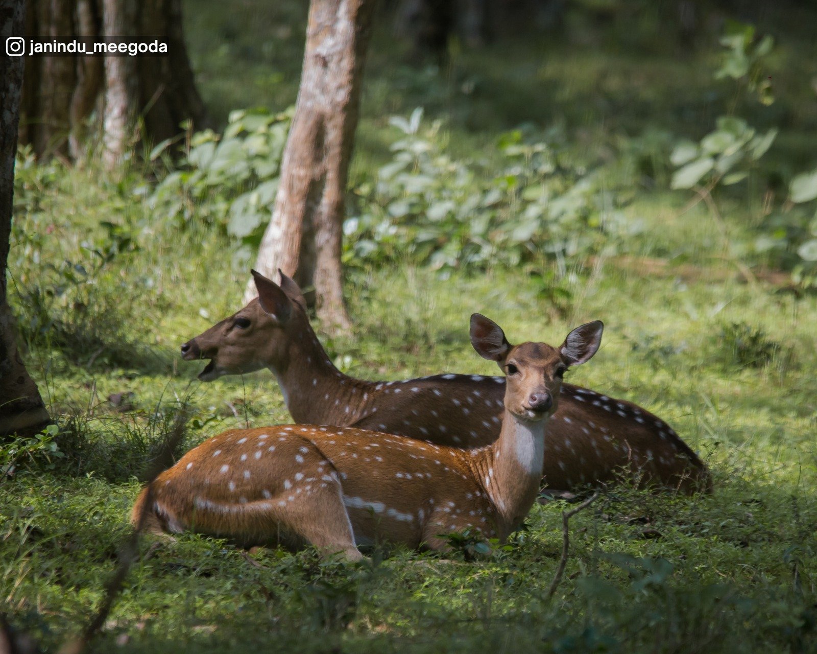 Wilpattu National Park