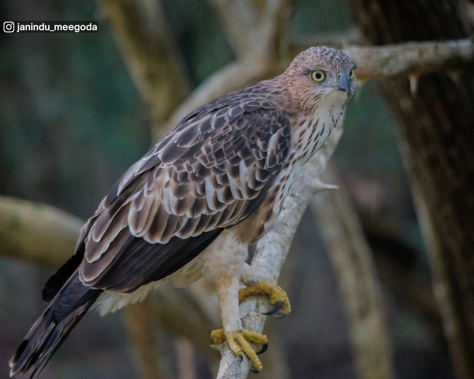 Wilpattu National Park