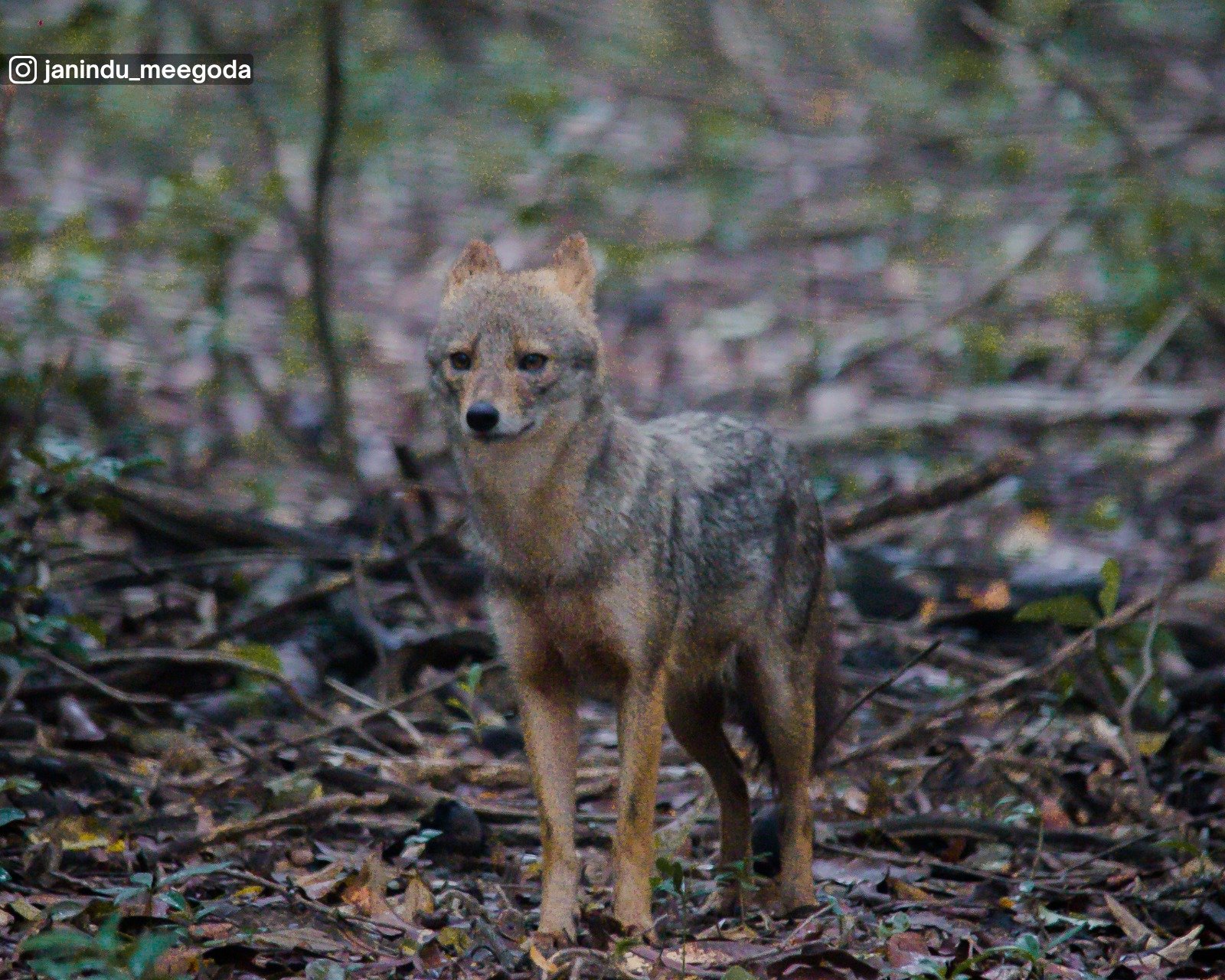 Wilpattu National Park