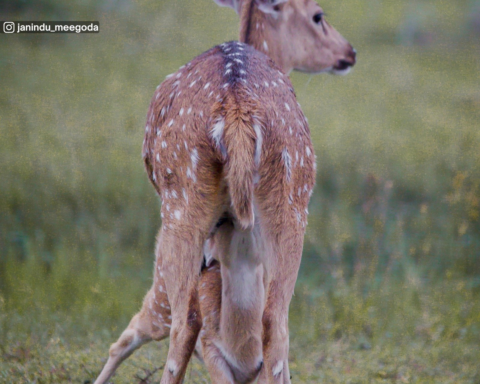 Wilpattu National Park