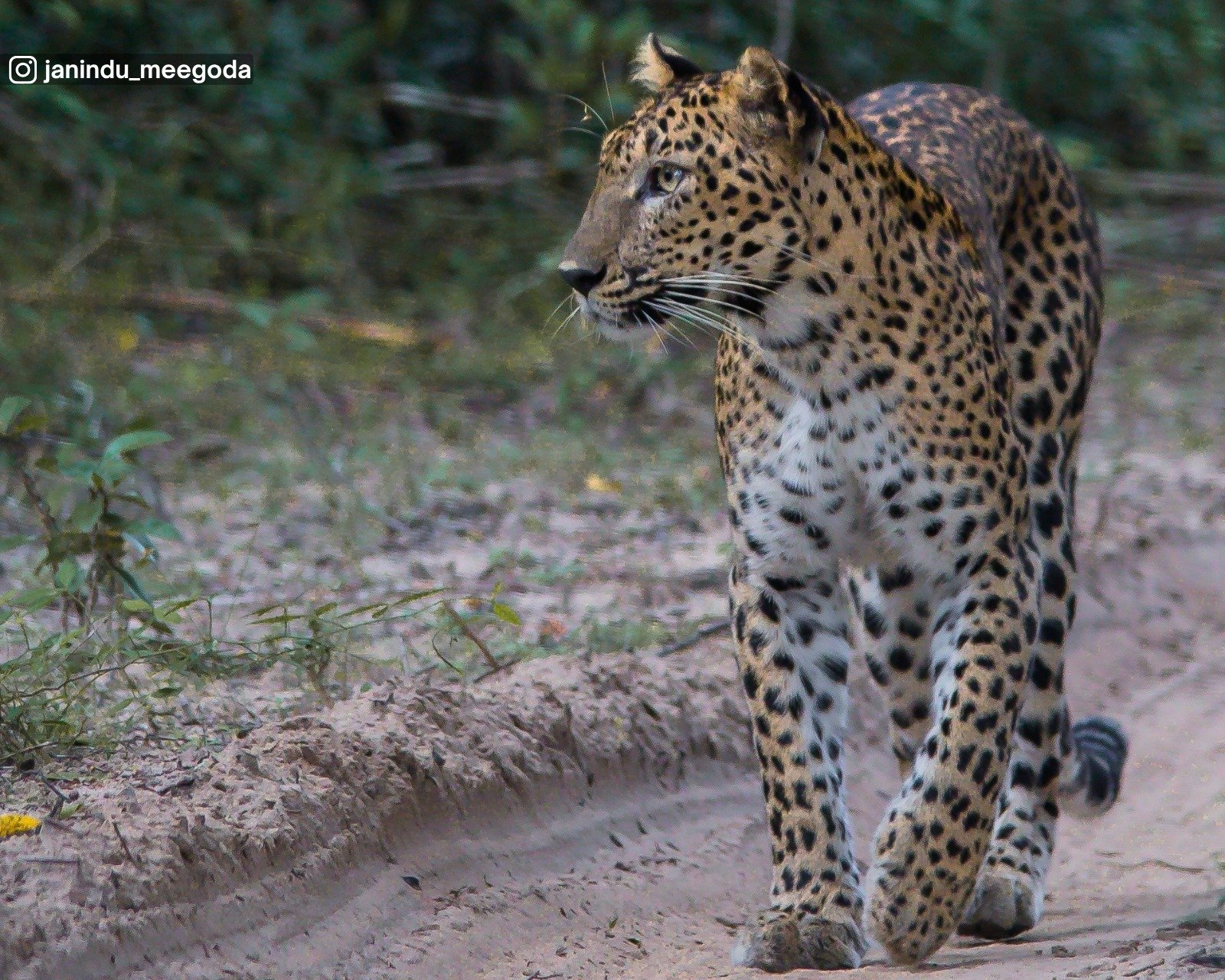 Wilpattu National Park