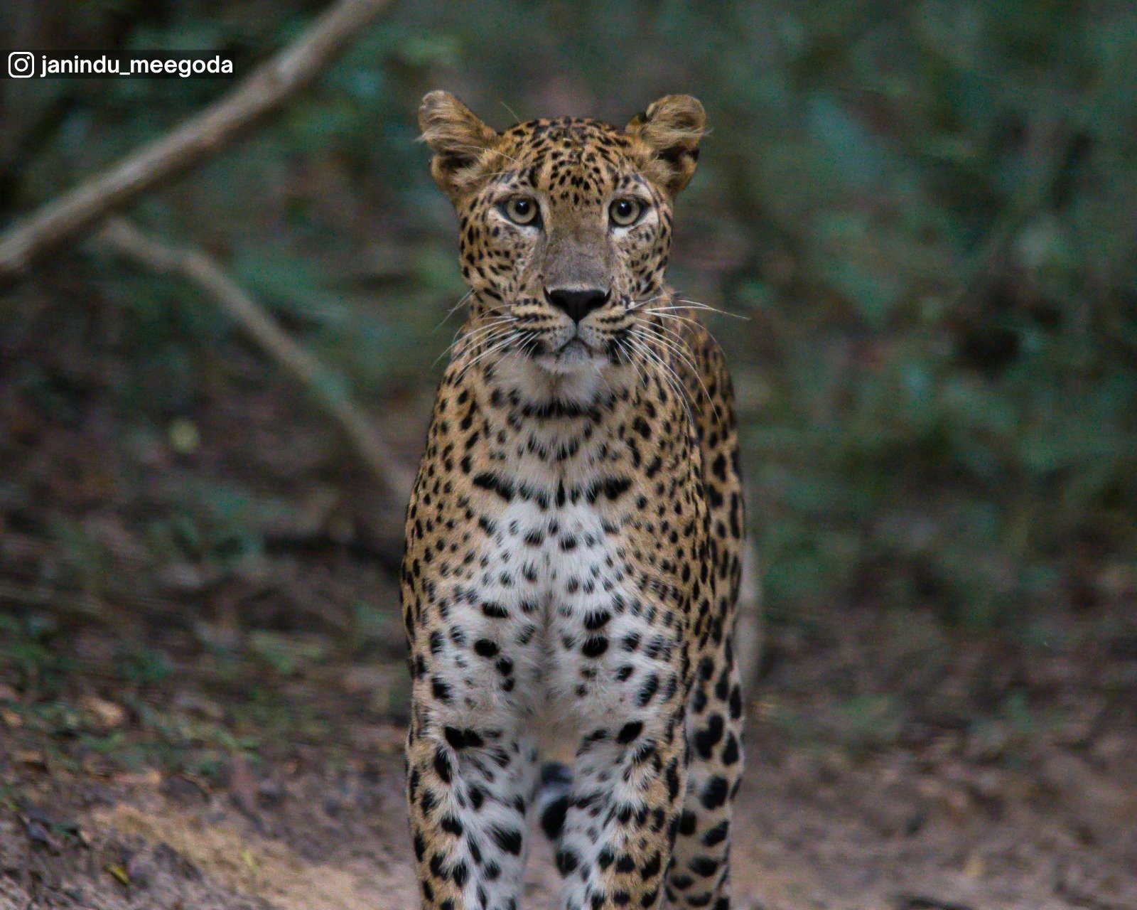 Wilpattu National Park