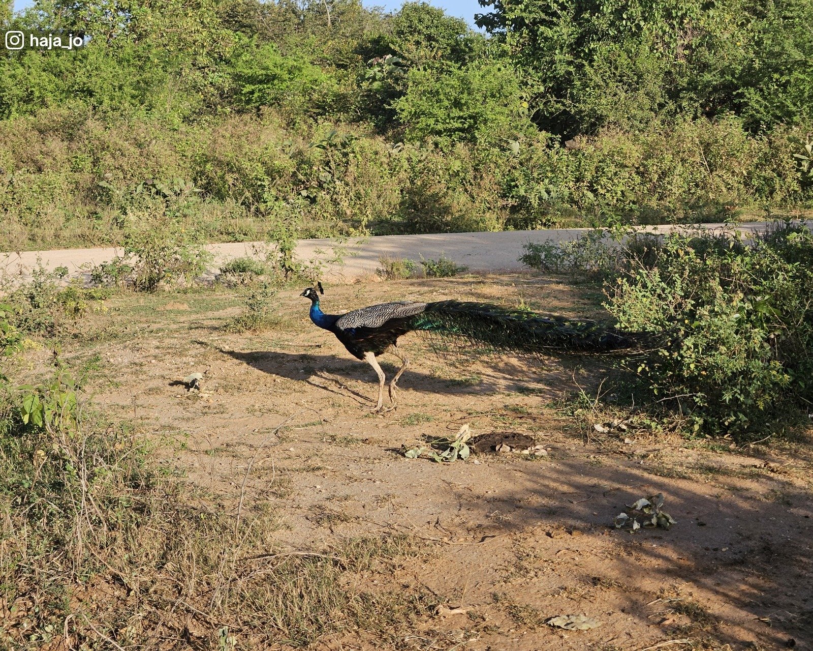 Udawalawa National Park