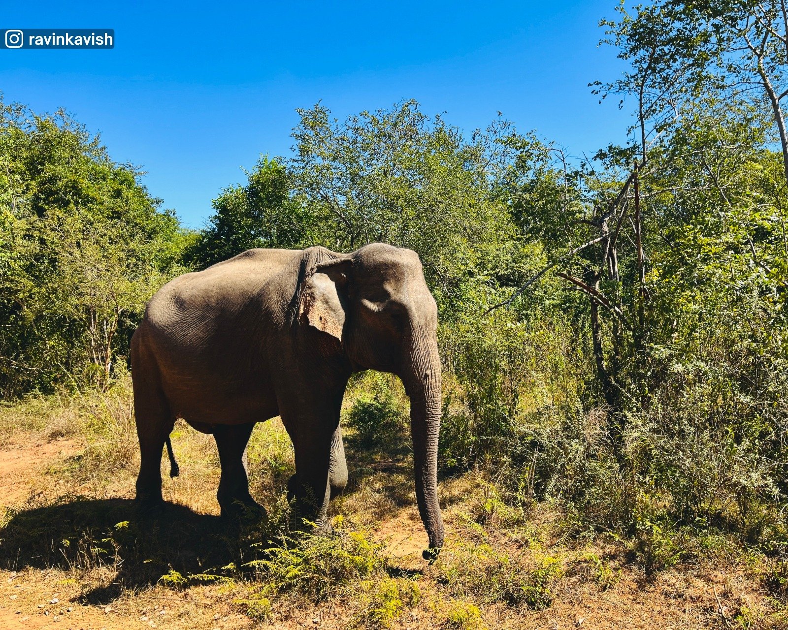 Udawalawa National Park
