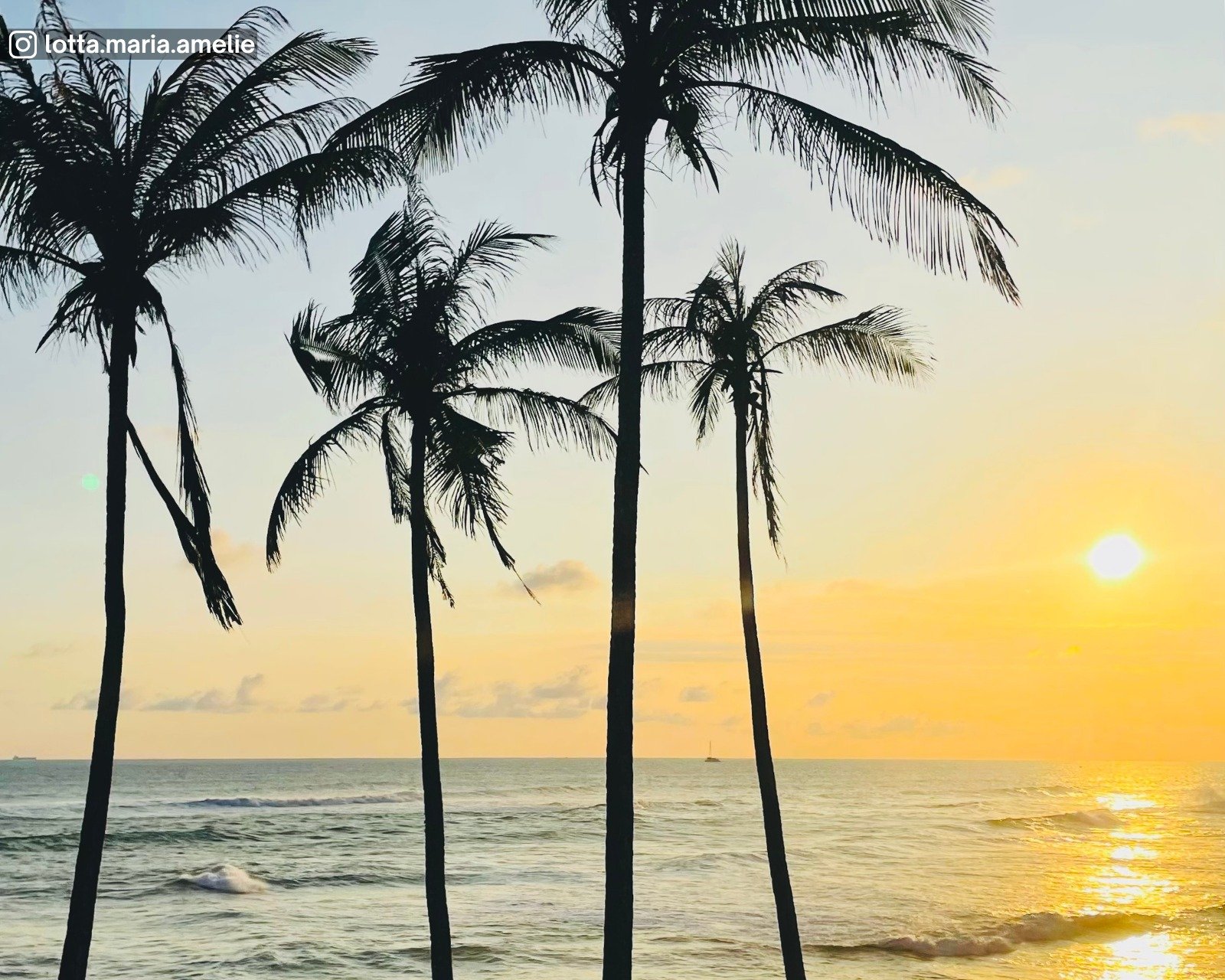 Coconut Tree Hill