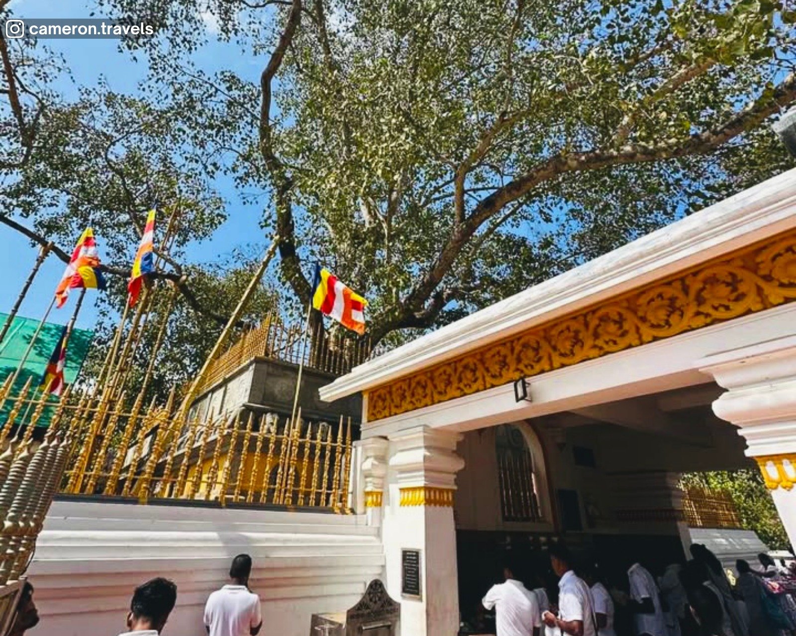 The sacred Bodhi tree grown from a branch of the original Bodhi tree under which the Buddha attained enlightenment