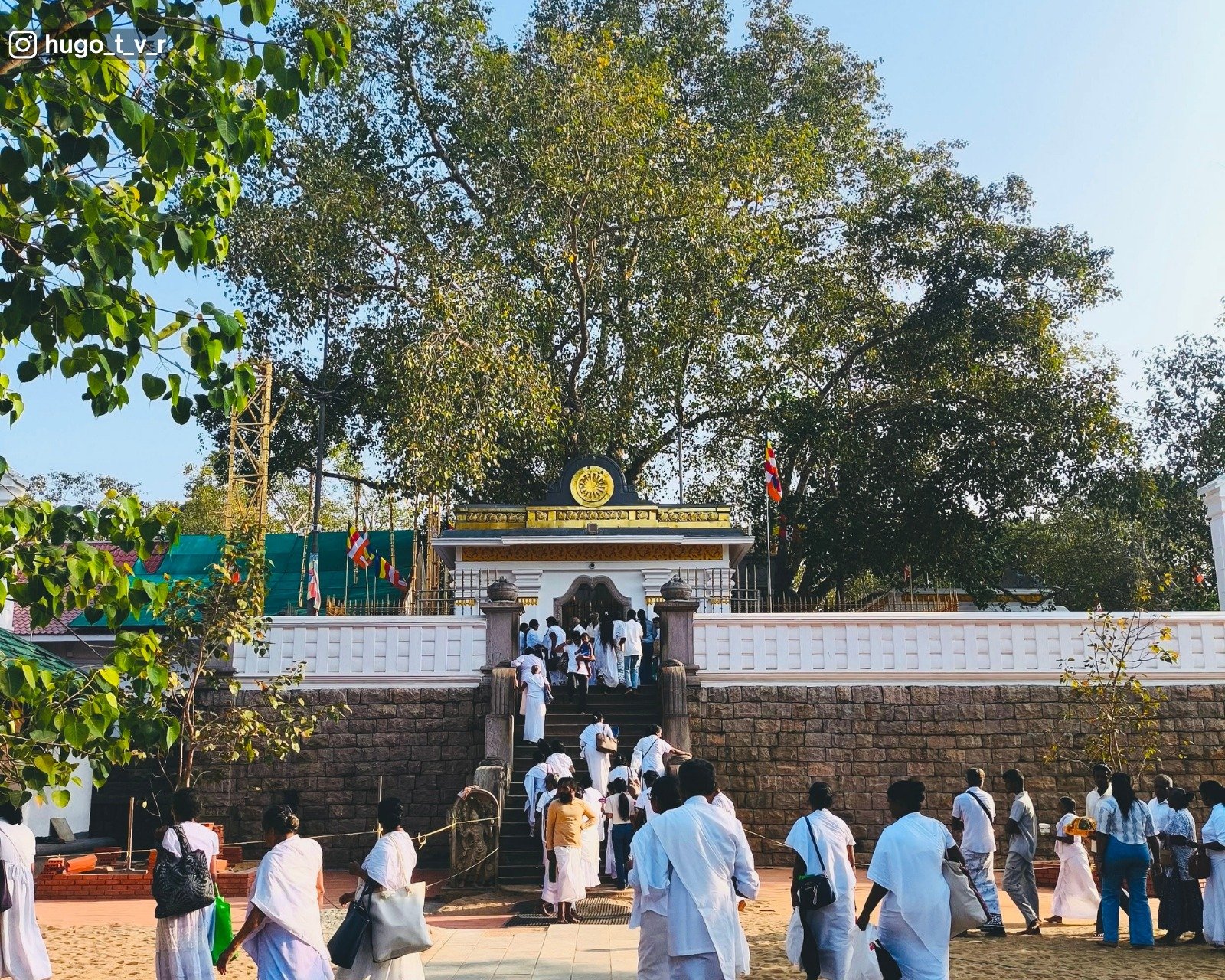 The sacred Bodhi tree grown from a branch of the original Bodhi tree under which the Buddha attained enlightenment