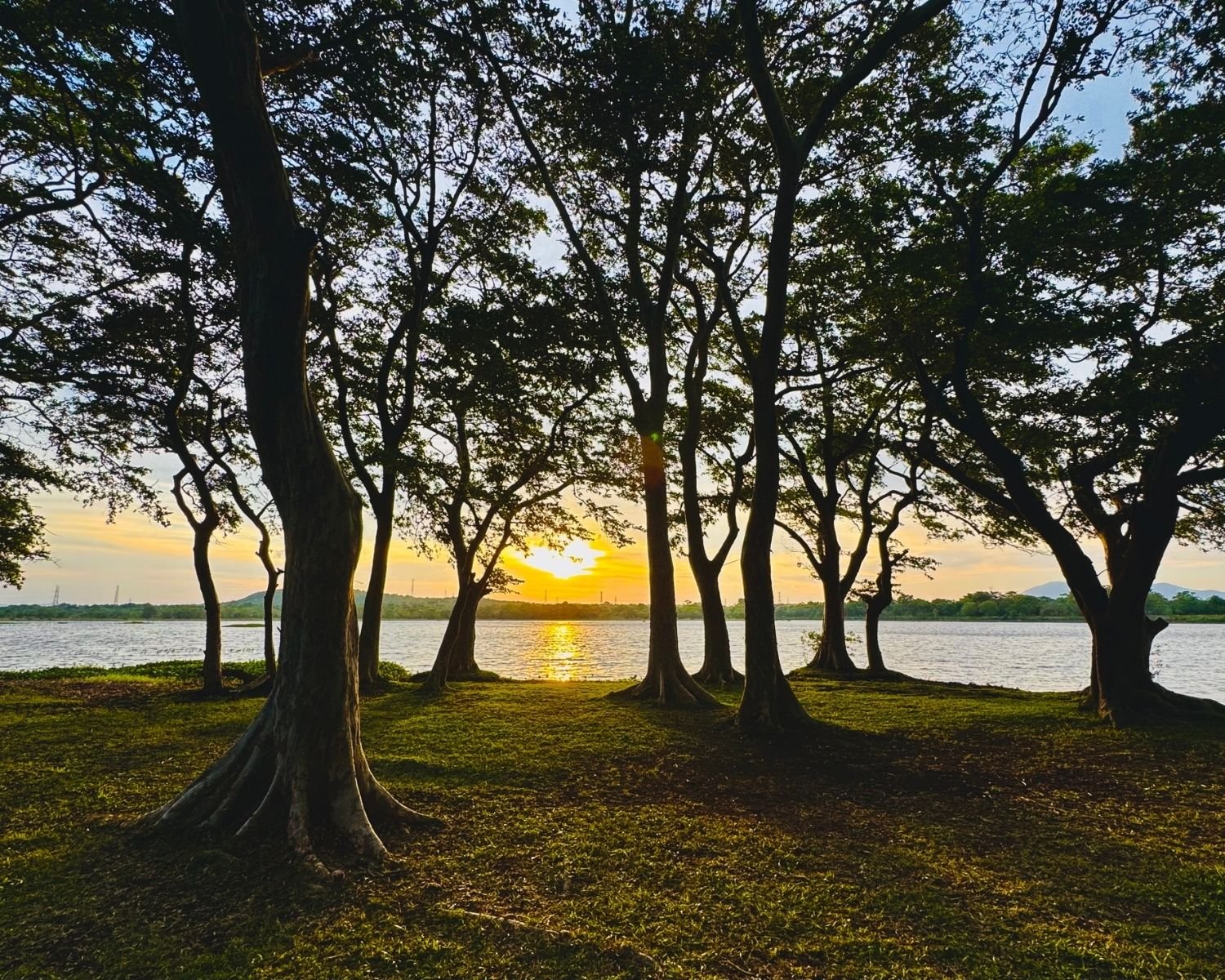 Golden sunset through silhouetted trees on the grassy bank of Habarana Lake reservoir, Sri Lanka with water reflecting the sun