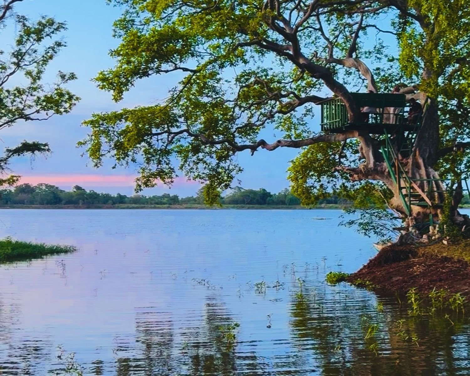 Wooden treehouse platform on large tree at the edge of Habarana Lake reservoir at dawn with pink sky and calm water, Sri Lanka