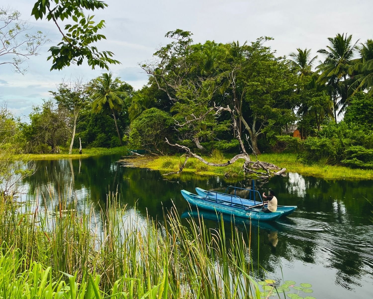 Blue traditional catamaran boat with local boatman on Hiriwadunna Lake reservoir surrounded by jungle, reeds and water lilies, Habarana, Sri Lanka