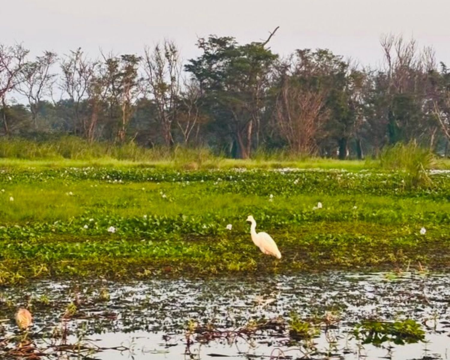 White egret bird standing among water lilies and green vegetation on Hiriwadunna Lake reservoir with trees in background, Habarana, Sri Lanka
