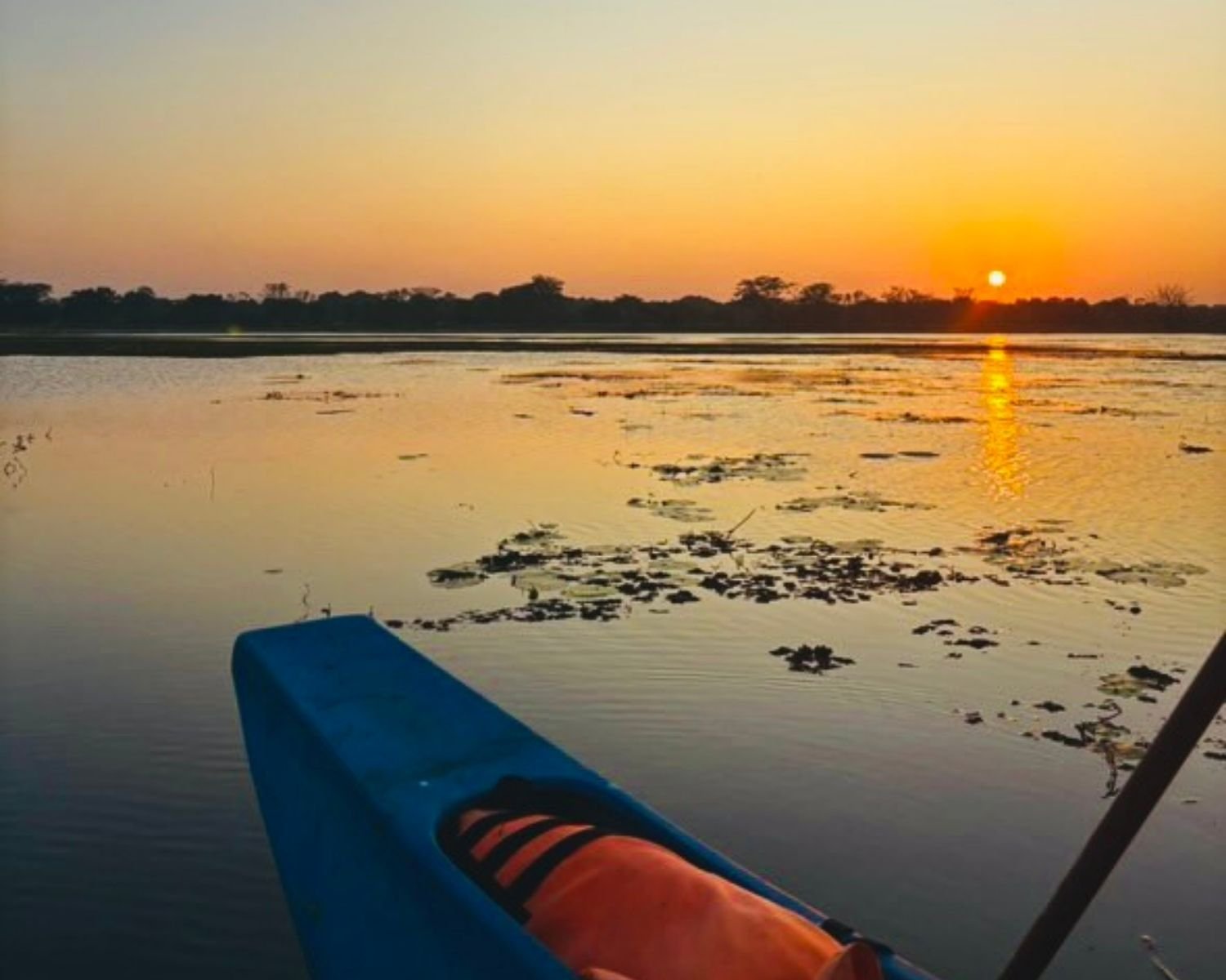Sunset view from blue catamaran boat on Hiriwadunna Lake reservoir with water lilies and orange sky reflection, Habarana, Sri Lanka