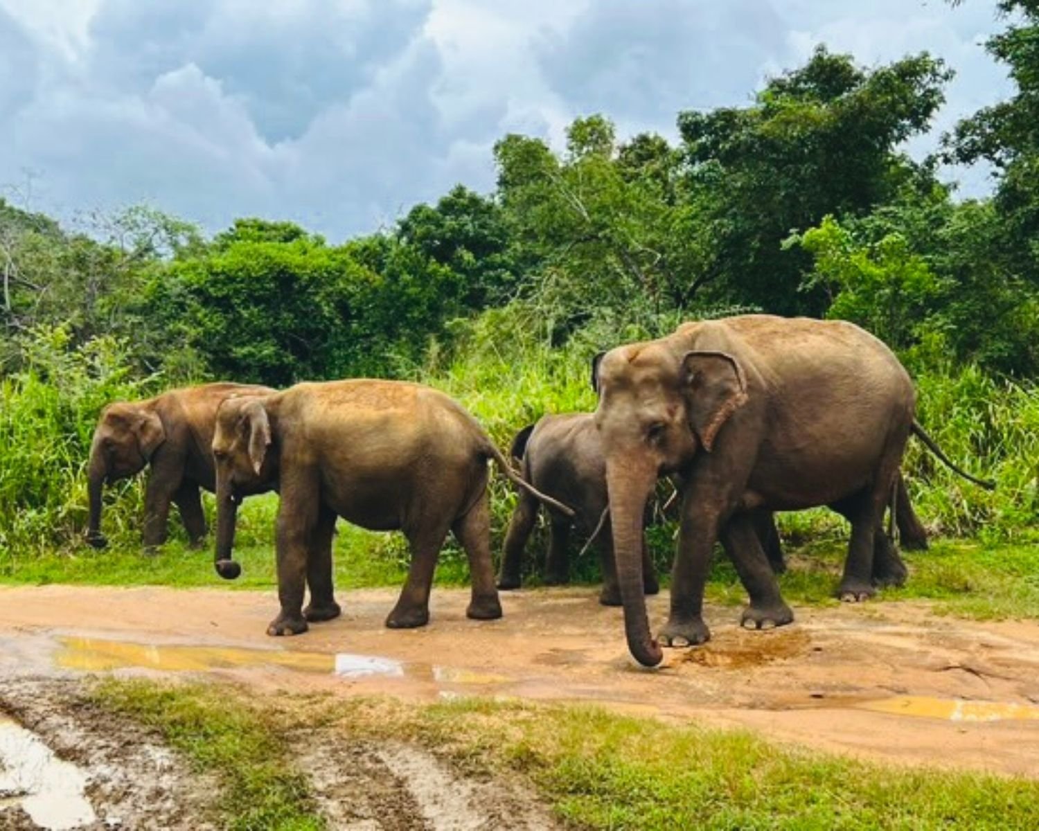 Family of wild elephants including calf crossing muddy safari track with dense jungle in Hurulu Eco Park near Habarana, Sri Lanka