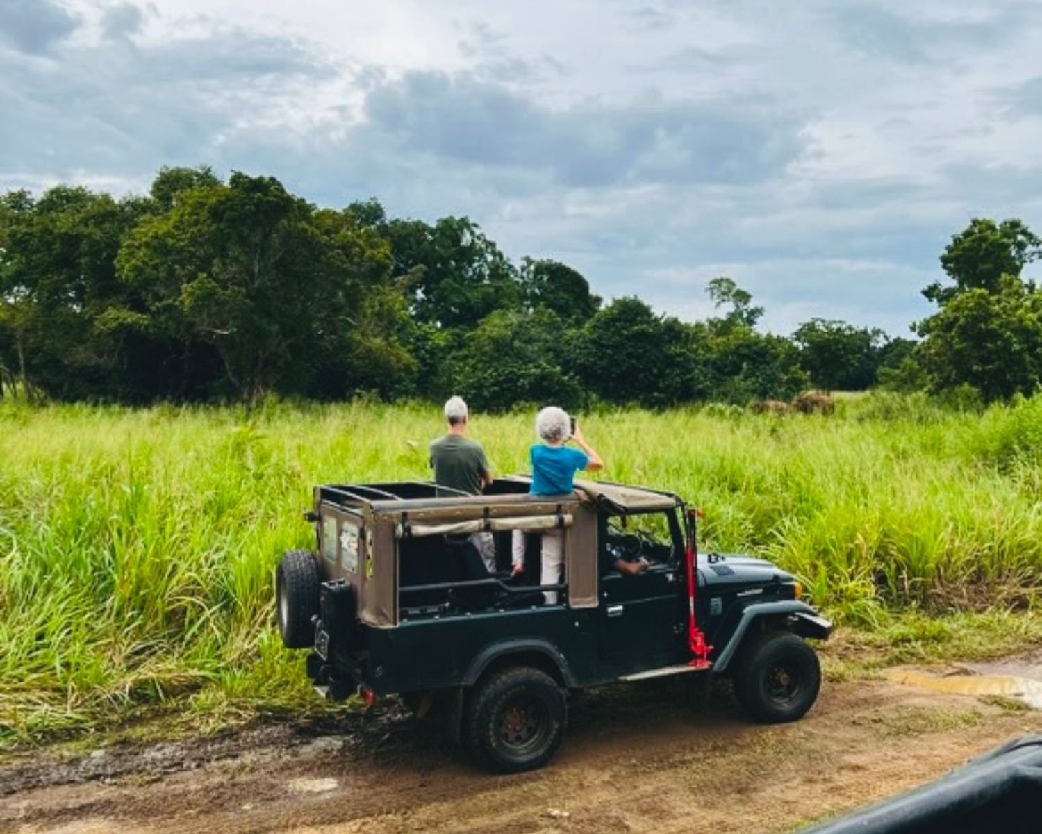 Glimpse of elephant herd feeding in tall grassland in the distance, viewed from safari jeep at Hurulu Eco Park, Sri Lanka