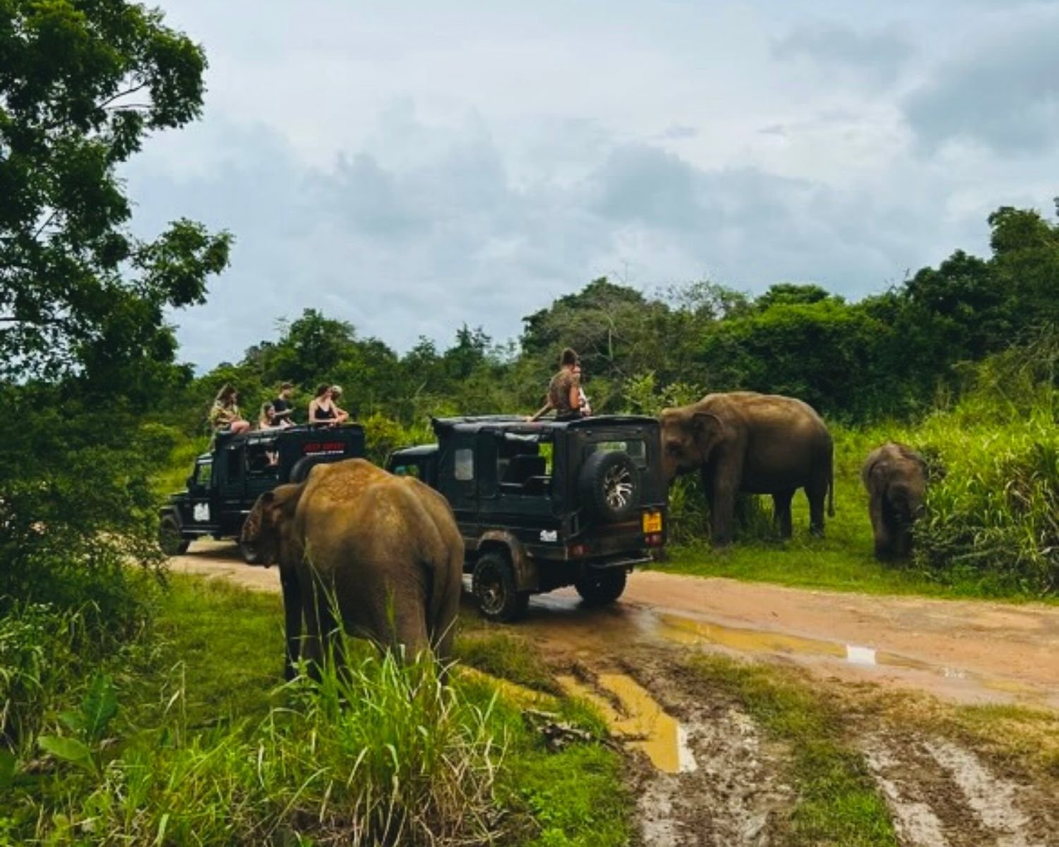 Wild elephants including calf feeding and walking beside safari jeeps on muddy track in dense jungle at Hurulu Eco Park, Sri Lanka