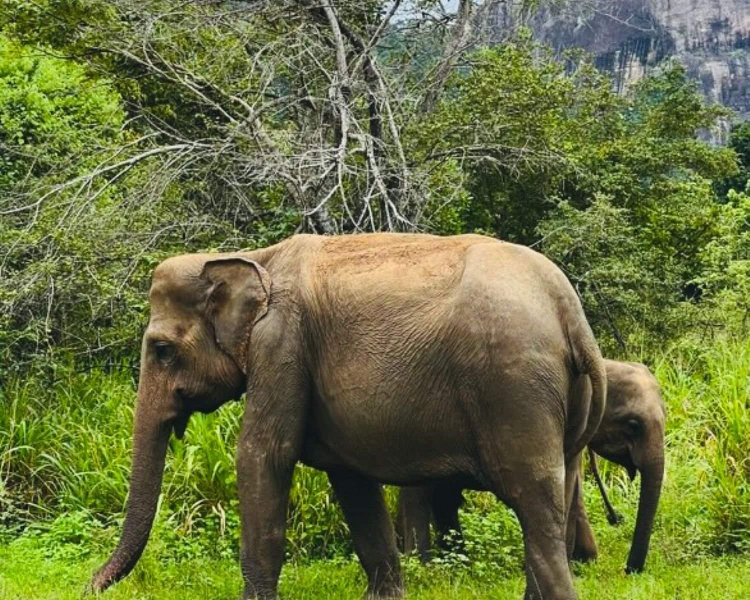 Mother elephant and calf walking through green grassland with jungle and rock cliff in background at Hurulu Eco Park, Sri Lanka