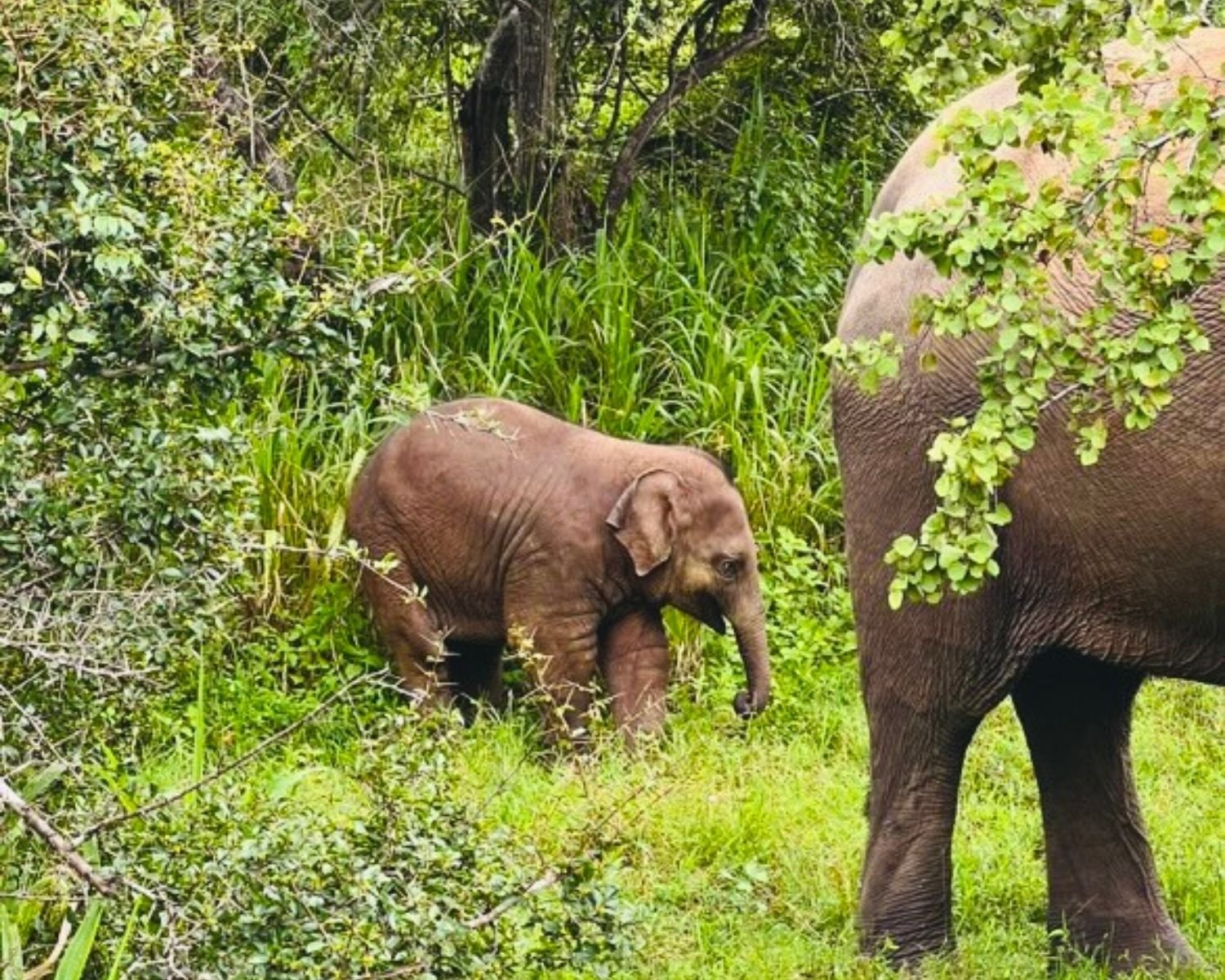 Newborn elephant calf with mother in dense green jungle at Hurulu Eco Park, Sri Lanka