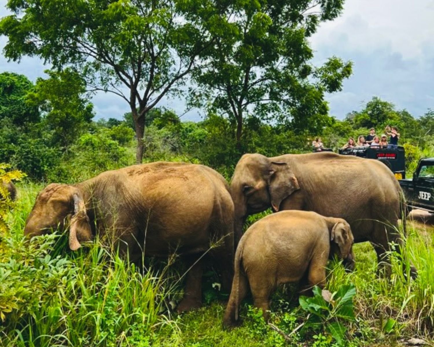 Wild elephant family with calf feeding beside safari track in dense jungle at Hurulu Eco Park near Habarana, Sri Lanka