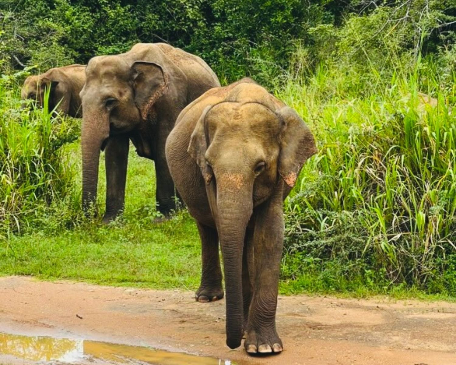 Close up of young wild elephant on dirt track with herd behind in dense dry evergreen forest at Hurulu Eco Park near Habarana, Sri Lanka