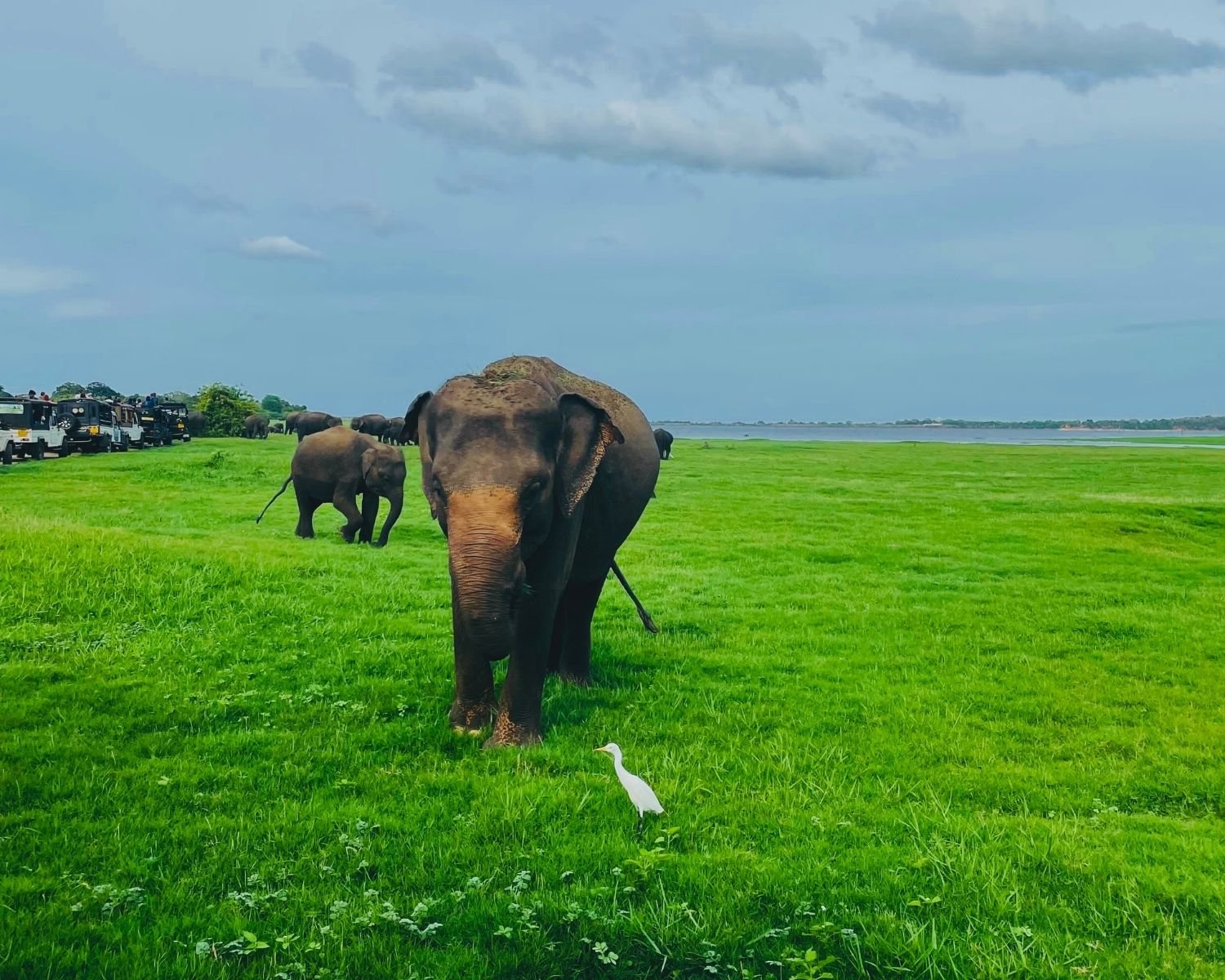 Wild elephant close to camera at Kaudulla National Park with Kaudulla reservoir, elephant herd, and safari jeeps in the background, Sri Lanka