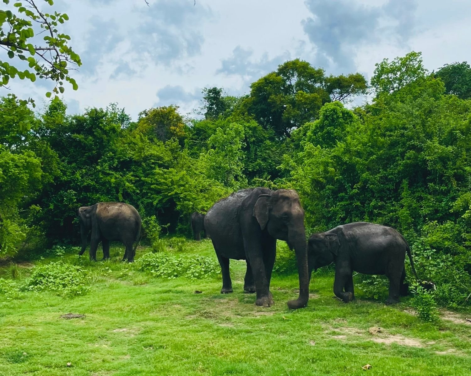 Family of wild elephants with calf feeding near jungle at the edge of grassland in Kaudulla National Park, Sri Lanka