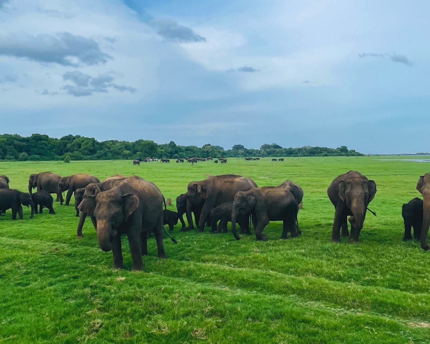 Large herd of wild elephants including baby elephants grazing in open grassland at Kaudulla National Park with Kaudulla reservoir, safari jeeps, and jungle in background, Sri Lanka