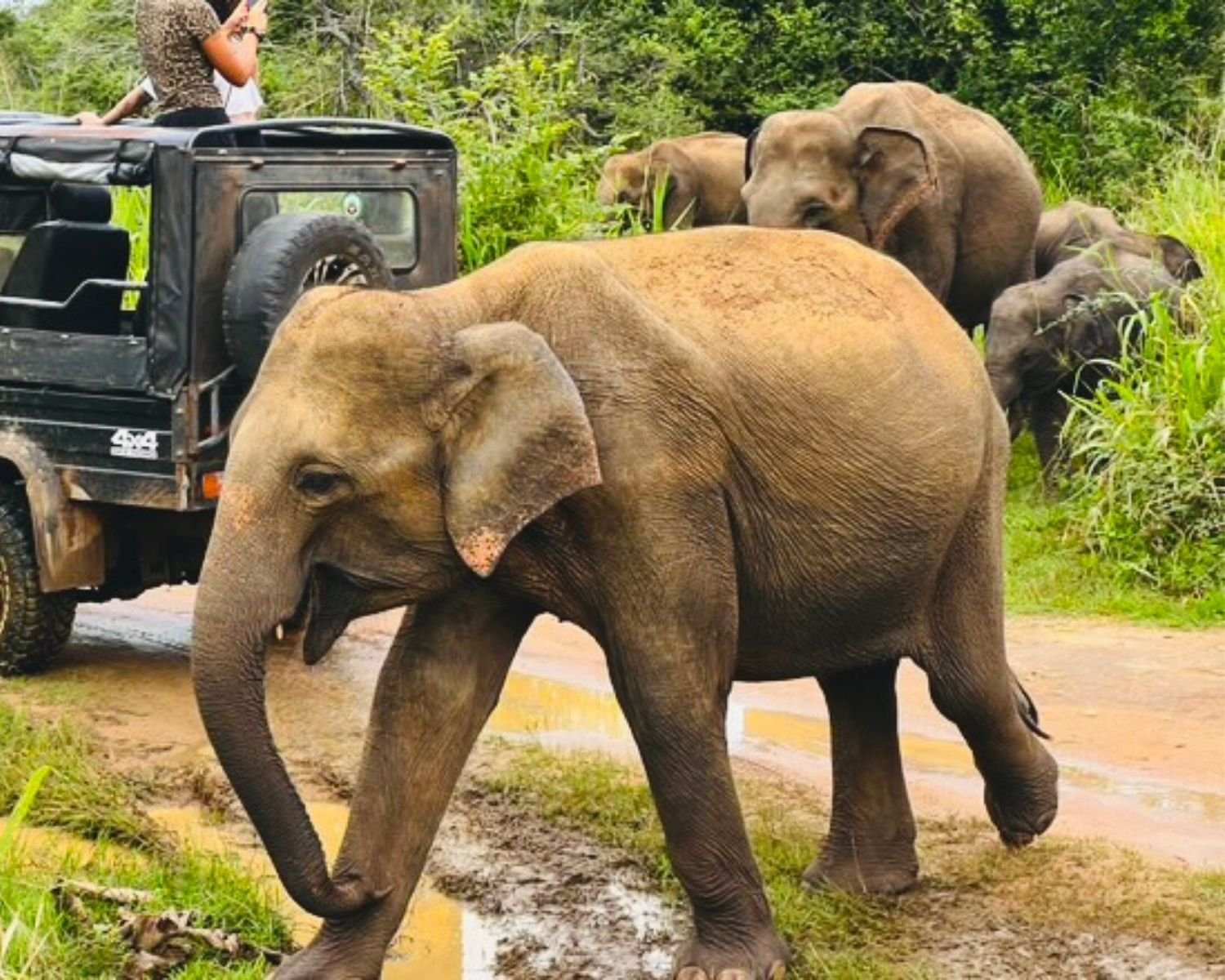 Young wild elephant walking very close to safari jeep with tourists taking photos on muddy track in Kaudulla National Park, Sri Lanka