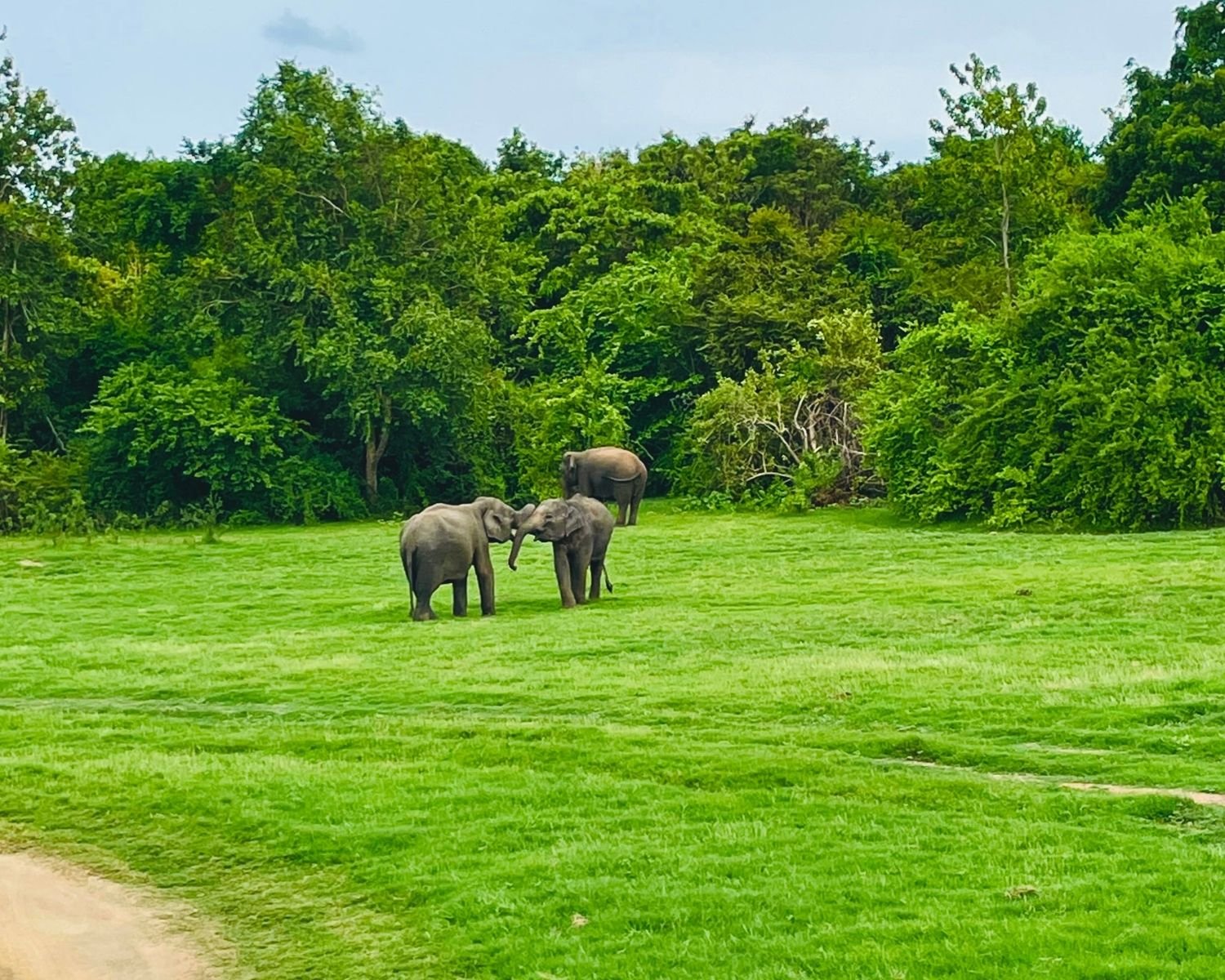 Two wild elephants greeting with trunks on green grassland in Kaudulla National Park with third elephant and jungle trees, Sri Lanka