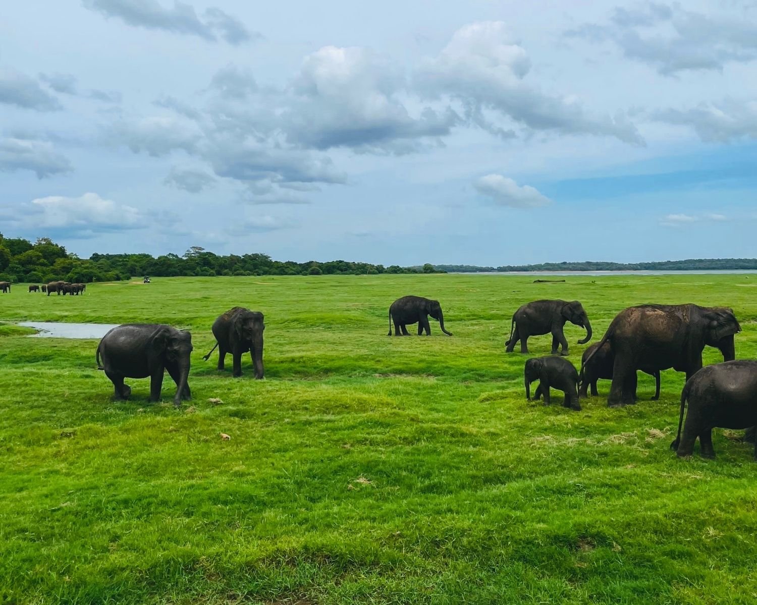 Multiple elephant herds including calves grazing across vast green grassland at Kaudulla National Park with Kaudulla reservoir on the horizon, Sri Lanka