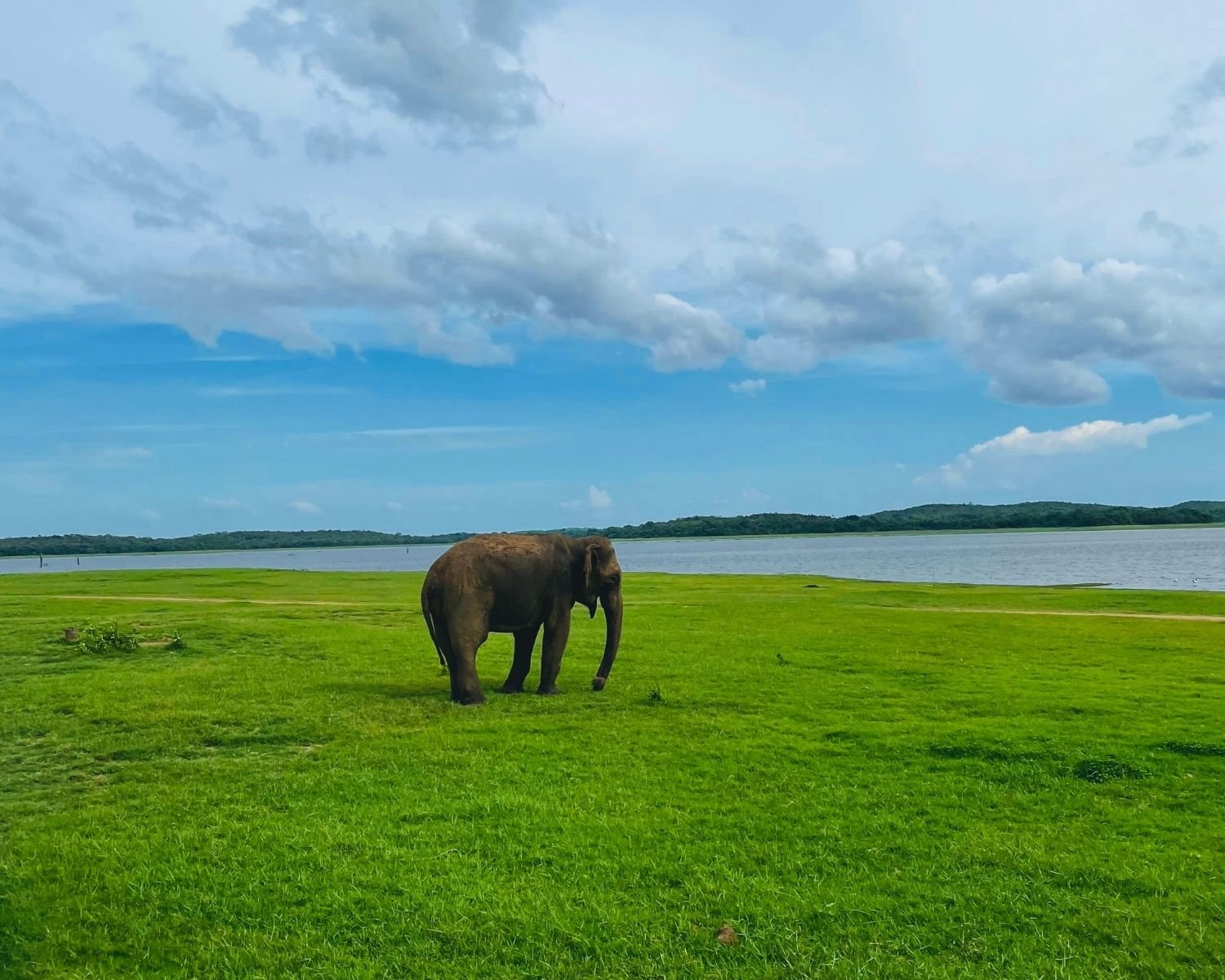 Lone wild elephant feeding in vast open grassland at Kaudulla National Park with Kaudulla reservoir and blue sky with clouds, Sri Lanka