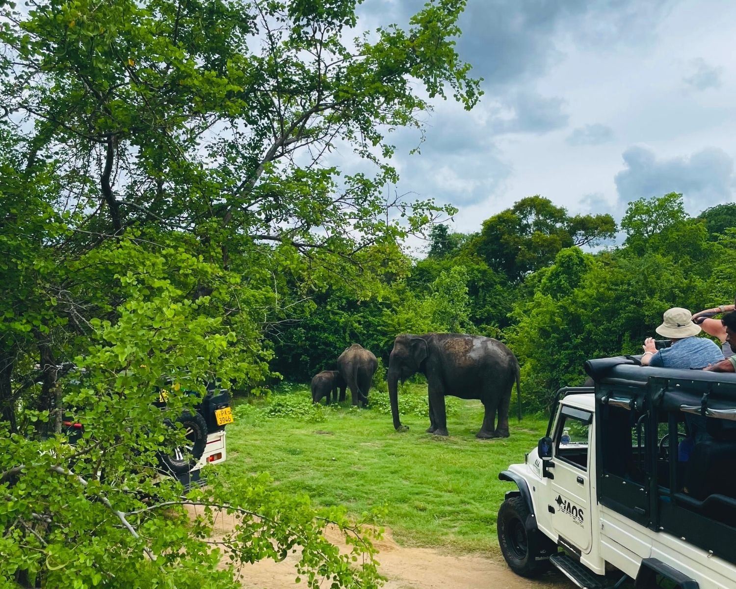 Tourists in safari jeeps watching wild elephant family with calf feeding near jungle in Kaudulla National Park, Sri Lanka