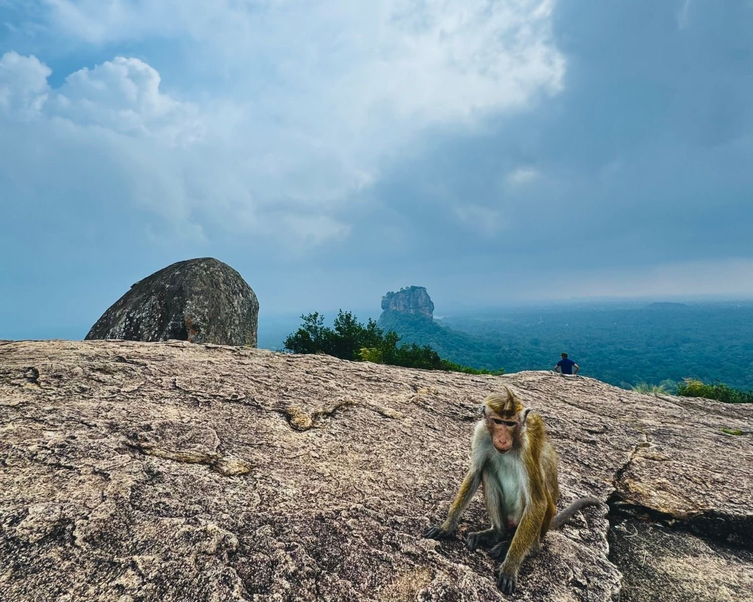 Toque macaque on rocky summit with large boulder and distant view of Sigiriya rock fortress beyond jungle under cloudy sky, from Pidurangala Rock near Sigiriya