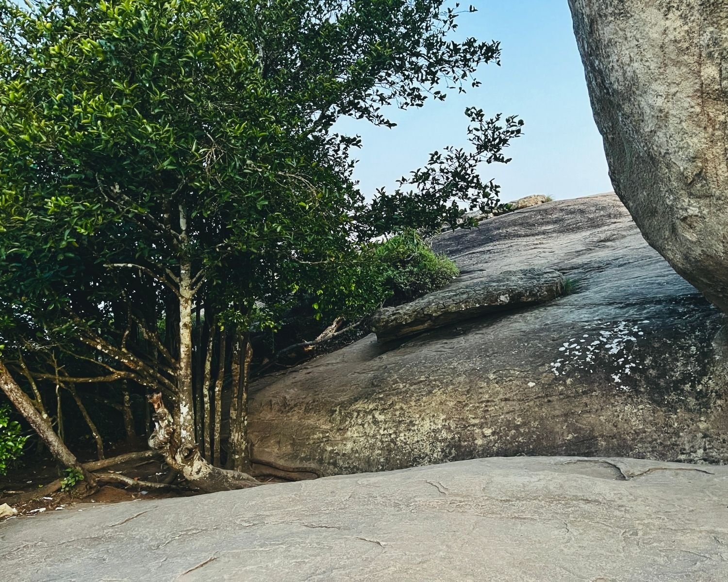 Smooth grey rock slope with large boulders and green trees on summit approach at Pidurangala Rock near Sigiriya