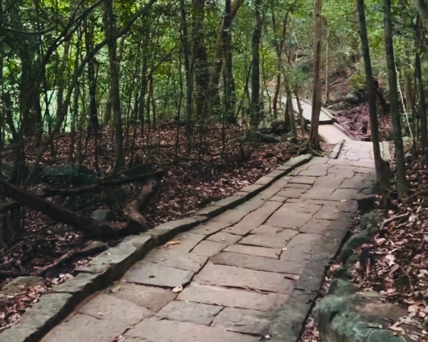 Curved ancient stone causeway running through forest at Ritigala Forest Reserve and Archaeological Site near Sigirya, Sri Lanka