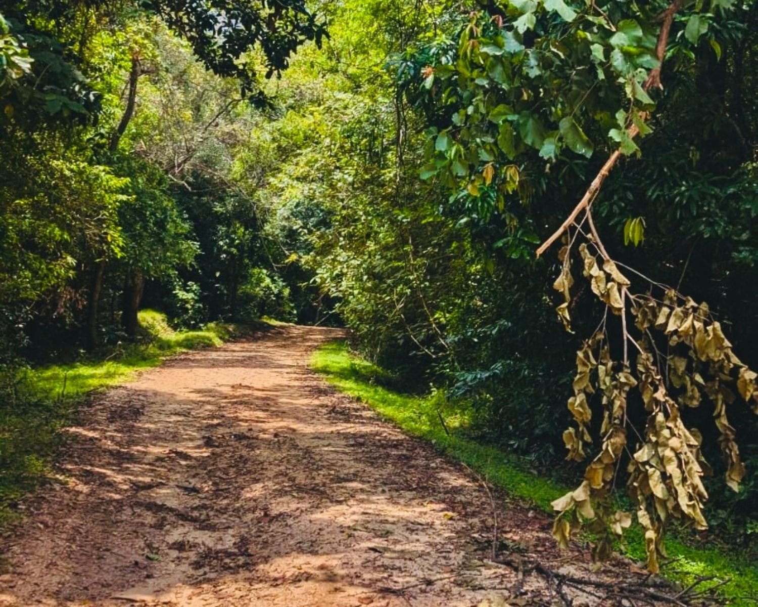 Shaded dirt jungle path through dense forest canopy at Ritigala Forest Reserve and Archaeological Site near Habarana, Sigiriya