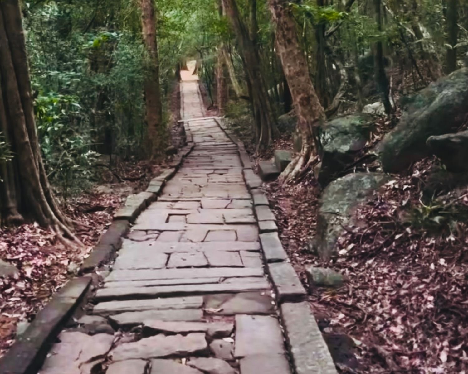 Long straight ancient stone causeway with fitted slabs running through dense jungle at Ritigala Forest Reserve and Archaeological Site near Sigiriya, Sri Lanka
