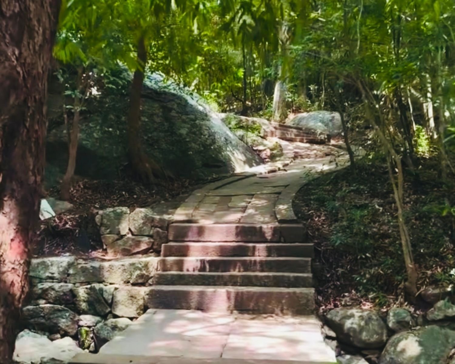 Ancient stone pathway with steps winding through dense jungle at Ritigala Forest Reserve and Archaeological Site near Habrana, Sigiriya, Sri Lanka