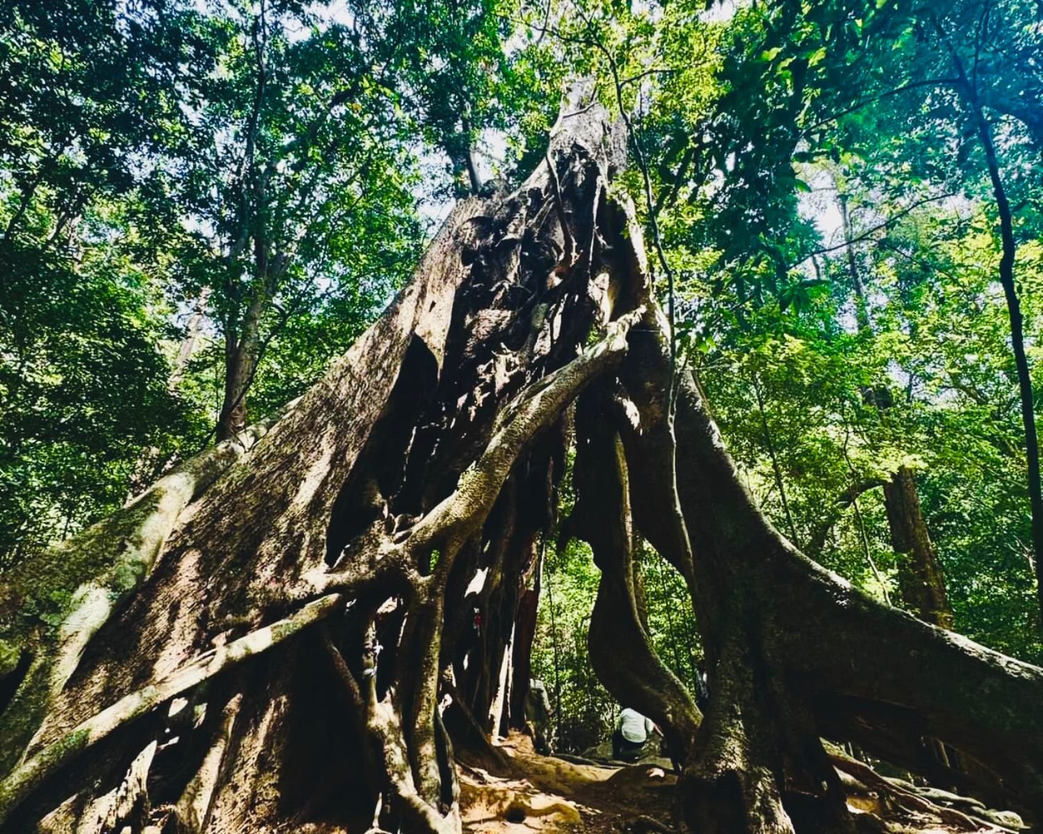 Massive strangler fig tree with arching buttress roots forming natural archway in jungle at Ritigala Forest Reserve and Archaeological Site near Sigiriya, Sri Lanka